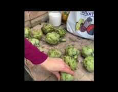Descubre las deliciosas Carxofades de Benicarló: un imprescindible en tu viaje gastronómico por el turismo rural